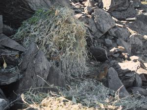 Long-tailed weasel