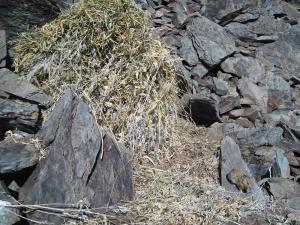 American pika