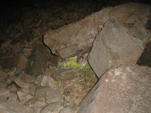 American pika haying