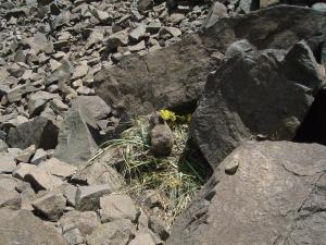 American pika haying