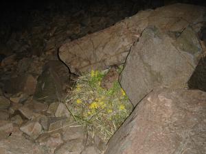American pika haying