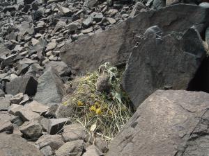 American pika haying, Artemisia spp.