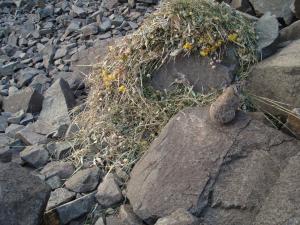 American pika haying, Elymus spp.