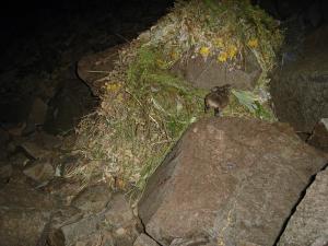 American pika haying, Mertensia oblongifolia