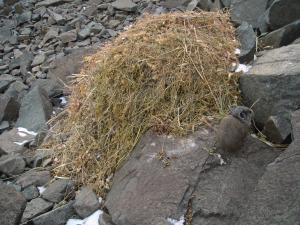 American pika carrying dry grass