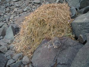 American pika defecating at latrine