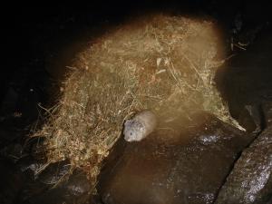 American pika defecating at latrine