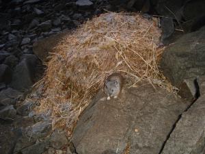 American pika defecating at latrine