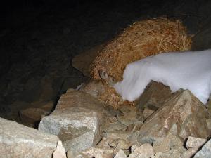 Mountain cottontail stealing veg from haypile