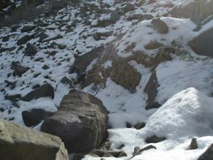 American pika on haypile, eating veg
