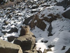 American pika kleptoparasitism, non-resident pika on rock