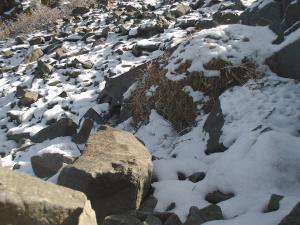 American pika kleptoparasitism, 2 pika in scene