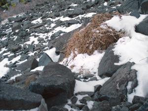 American pika kleptoparasitism, non-resident pika running downslope