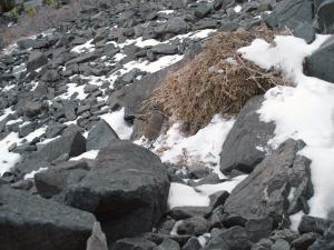 American pika kleptoparasitism, non-resident pika stealing from haypile