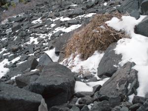 American pika kleptoparasitism, non-resident pika running downslope