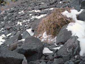American pika kleptoparasitism, non-resident pika running downslope