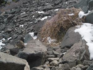 American pika resident sitting on rock