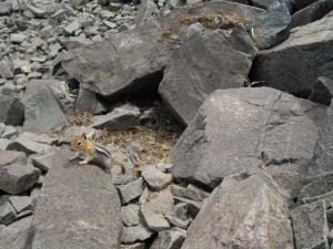 Golden-mantled ground squirrel