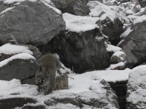 Douglas squirrel carrying yellow-bellied marmot scat