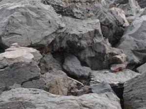 American pika