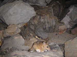Bushy-tailed woodrat