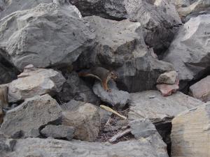 Douglas squirrel carrying yellow-bellied marmot scat