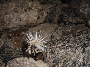 Spotted skunk