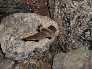 Long-eared bat