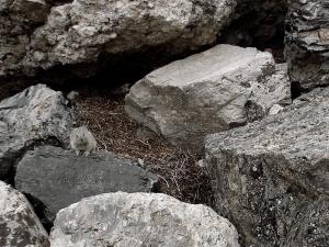 American pika