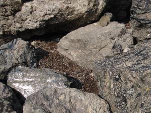 American pika