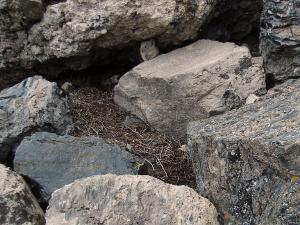 American pika