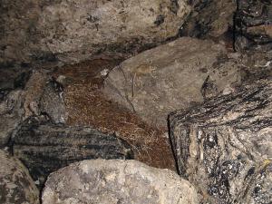 Canyon mouse chasing moths