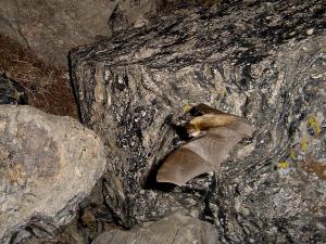 Long-eared bat chasing moths