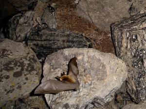 Long-eared bat chasing moths