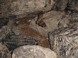 Long-eared bat chasing moths