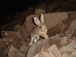 Mountain cottontail