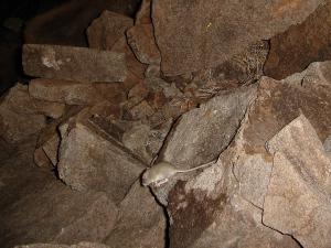 Great Basin pocketmouse