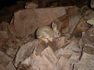 Mountain cottontail