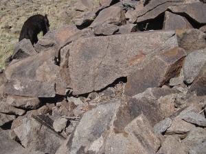 Black bear