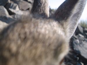 Mountain cottontail