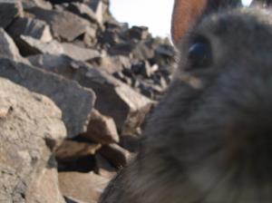 Mountain cottontail