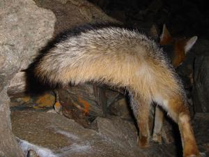 Gray fox