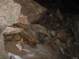 Deer mouse