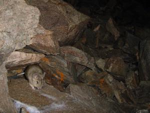 Desert woodrat
