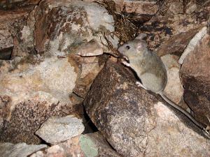 Desert woodrat