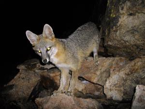 Gray fox