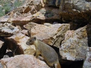 Yellow-bellied marmot