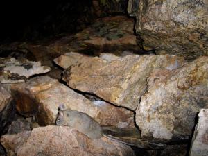 Desert woodrat