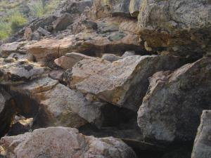 American pika