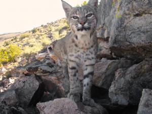 Bobcat